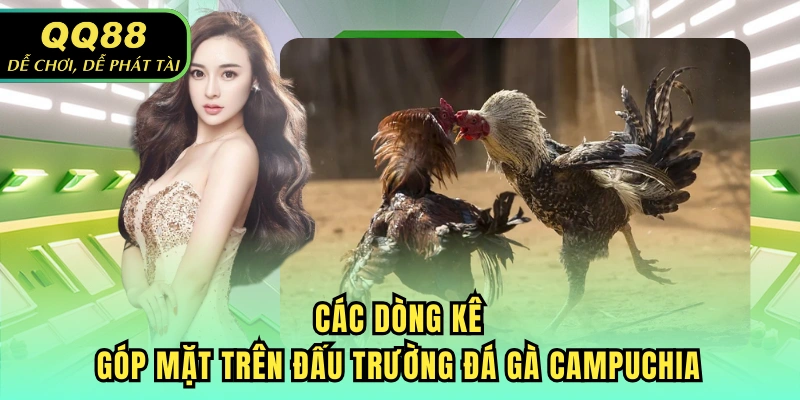 Các dòng kê góp mặt trên đấu trường đá gà Campuchia